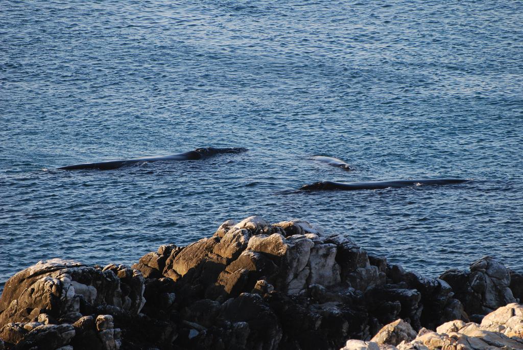 Apartmán Whaletale De Kelders Exteriér fotografie